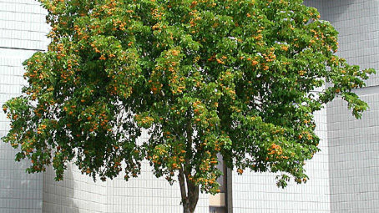 Bible Truth blog image - The Wood of Life