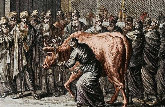 Bible Truth blog image - The Red Heifer (Numbers 19)