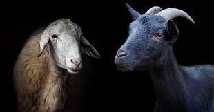 Bible Truth blog image - The Sheep & The Goats