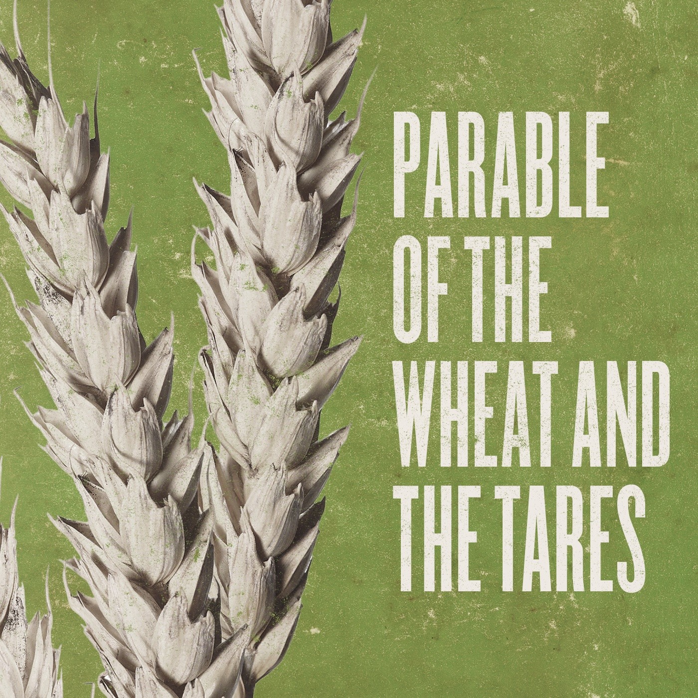 Bible Truth blog image - The Parable of the Wheat & the Tares